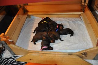 jamniki szczeni�ta